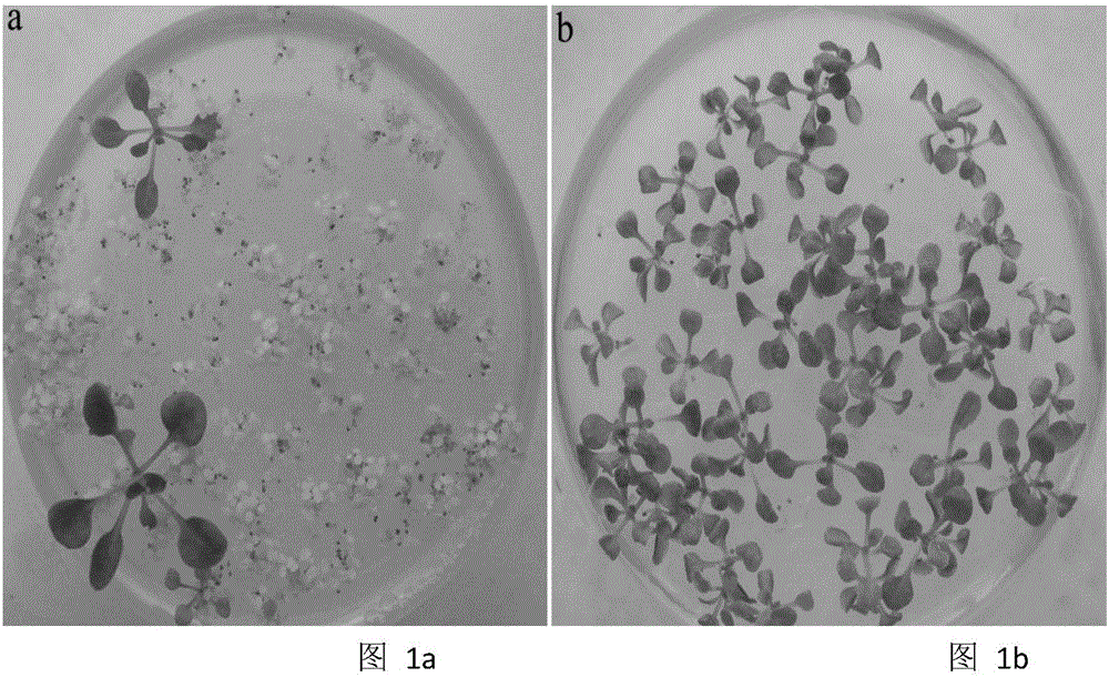 Dahurian larch LkANT gene, protein and applications