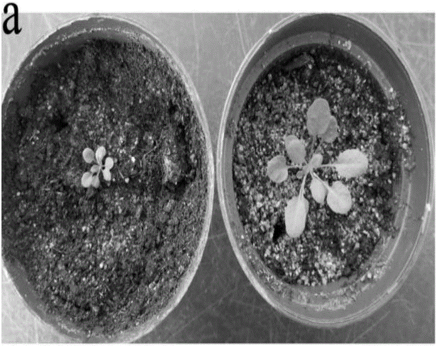 Dahurian larch LkANT gene, protein and applications