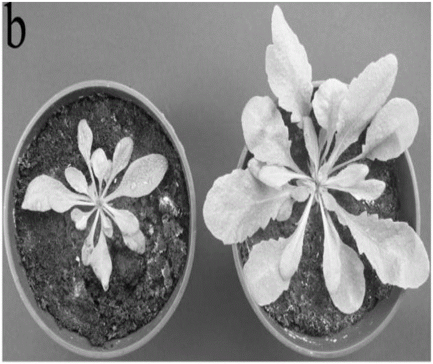 Dahurian larch LkANT gene, protein and applications