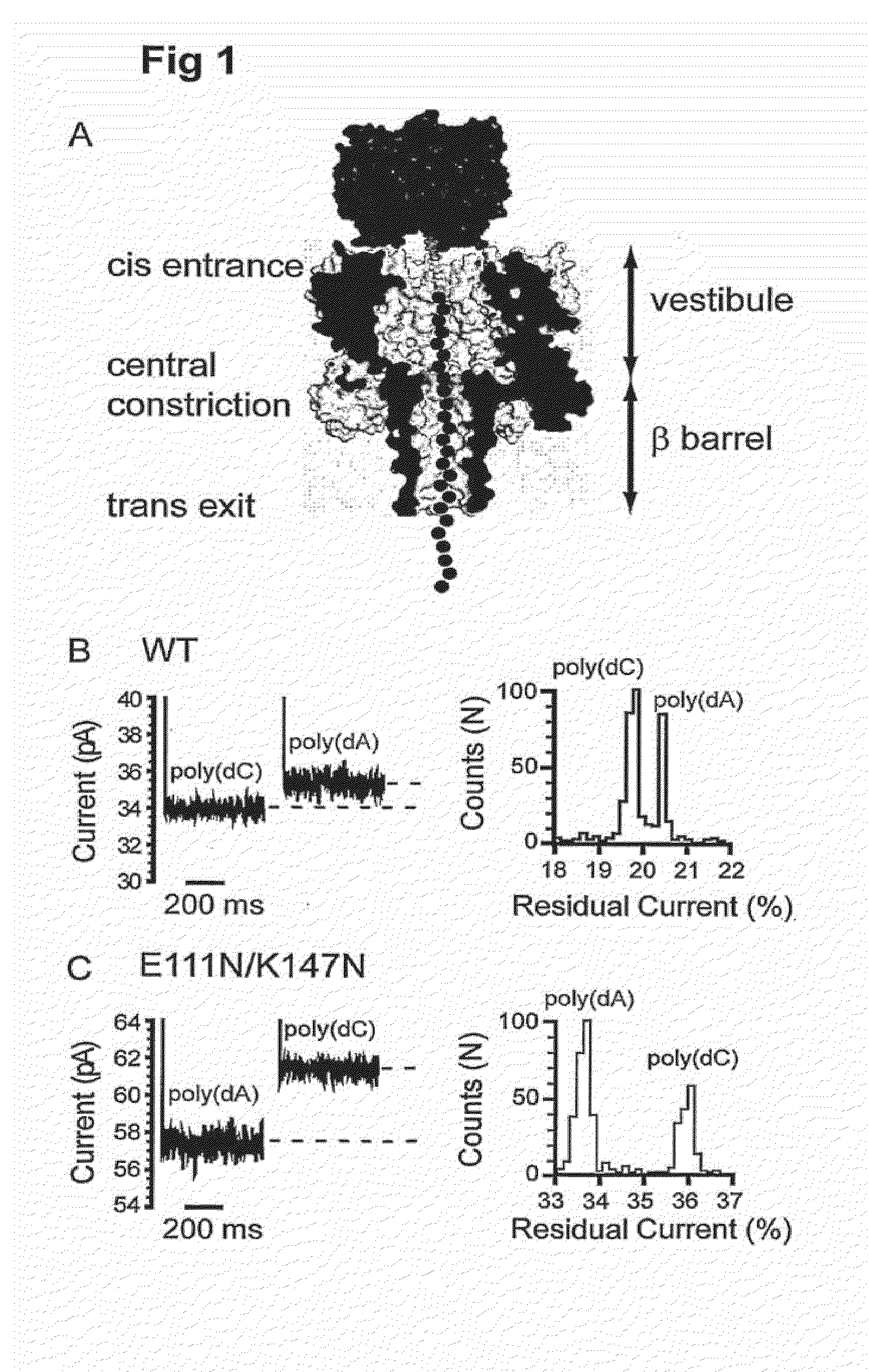 Method for sequencing a heteropolymeric target nucleic acid sequence