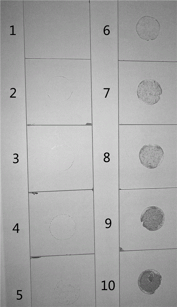 Method used for detecting resin curing degree of sticky membrane paper laminated woodwork surfaces