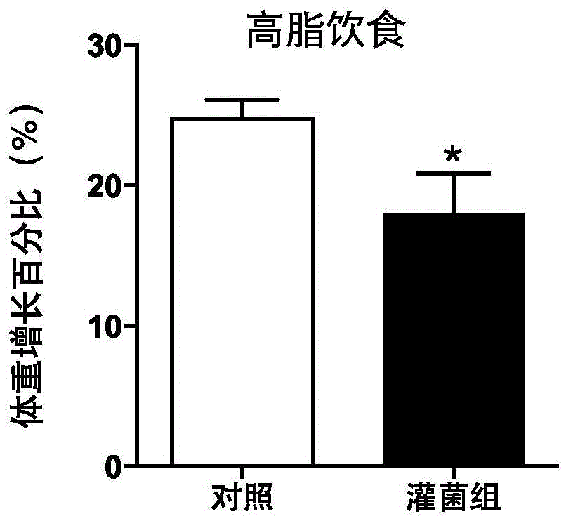 Application of bacteroides intestinalis DSM 17393 strain