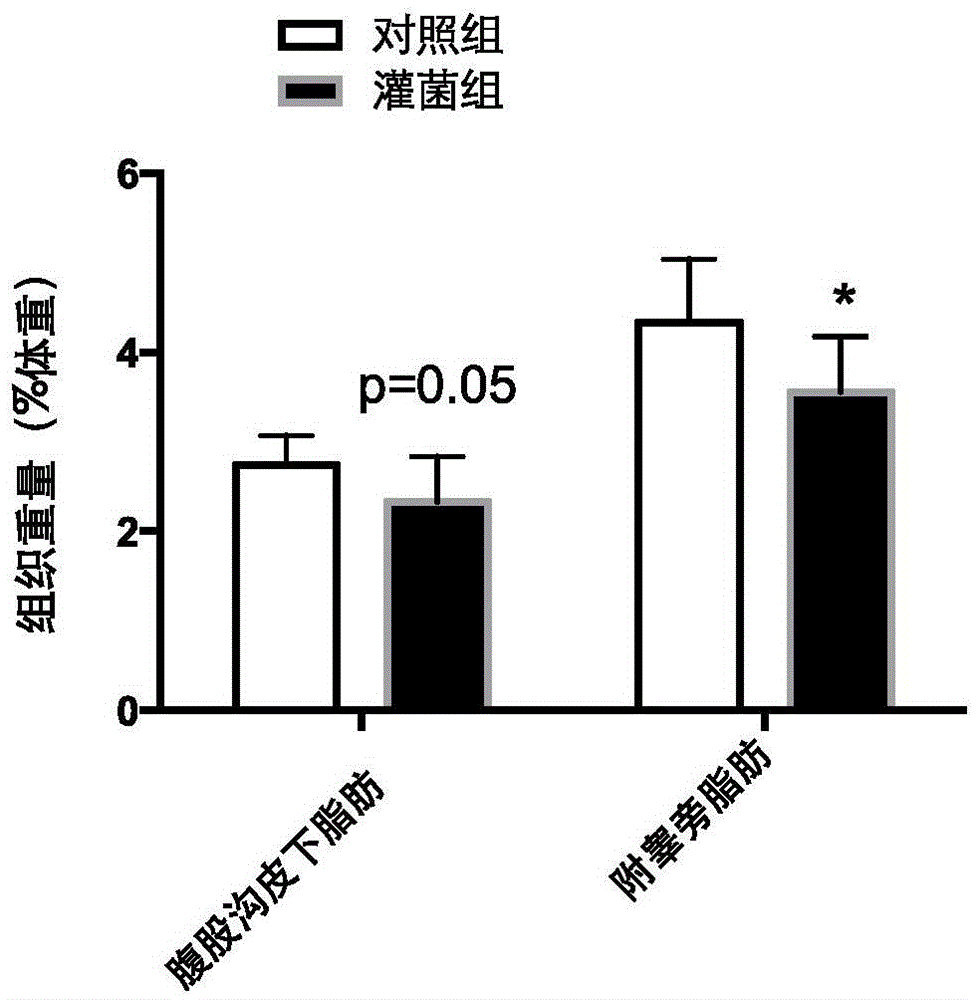 Application of bacteroides intestinalis DSM 17393 strain