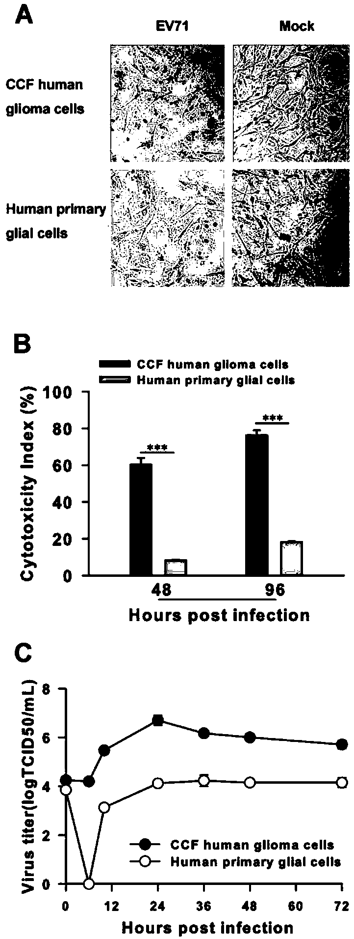 Application of enterovirus type-71 in preparing oncolytic medicine