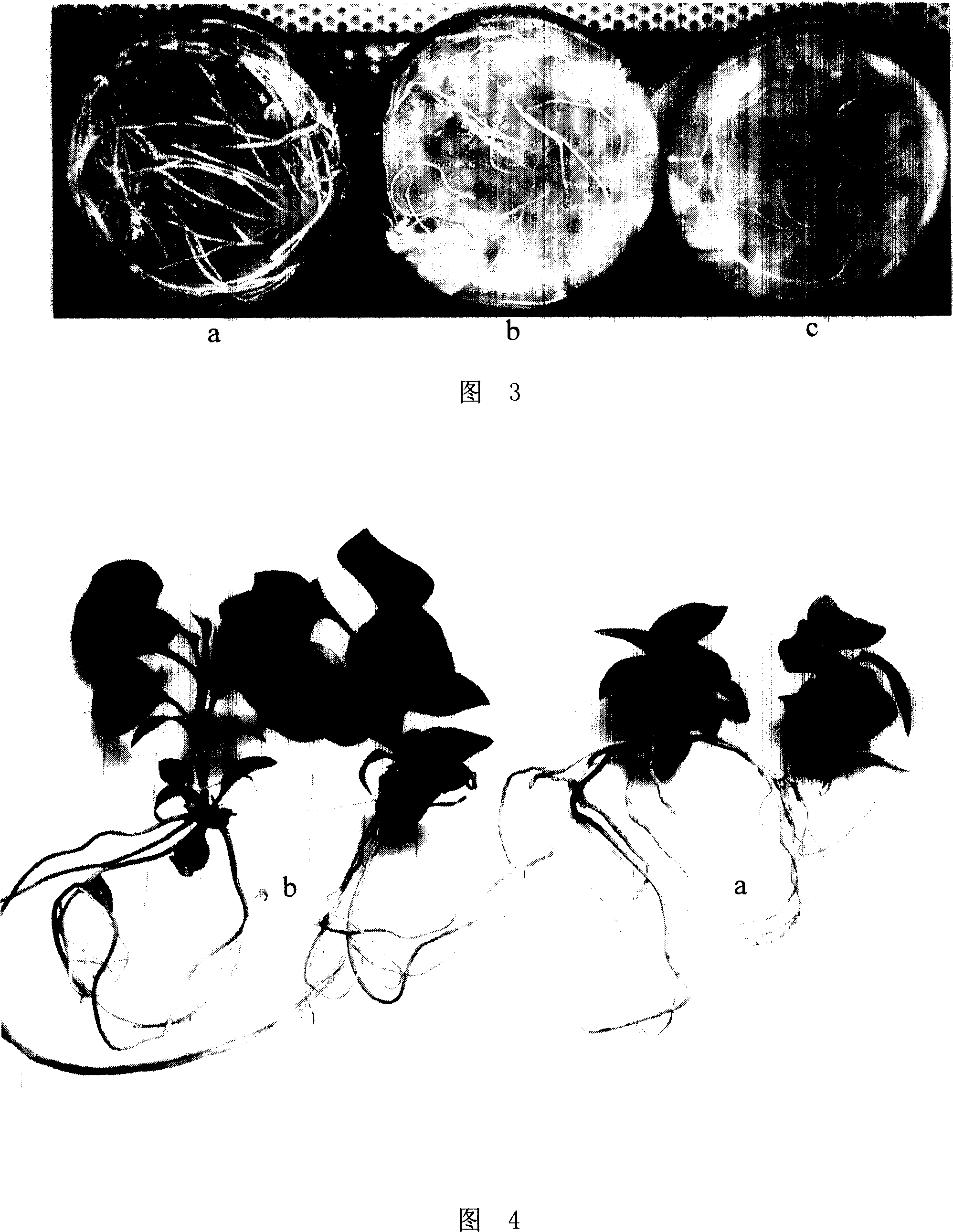 Quick breeding method for clove strain í«Luolanzií»