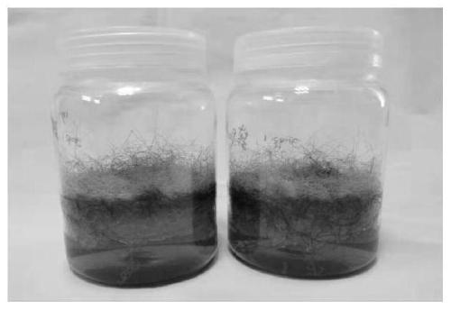 Single-spore propagation method for Gigaspora rosea mycorrhiza fungi