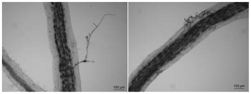 Single-spore propagation method for Gigaspora rosea mycorrhiza fungi