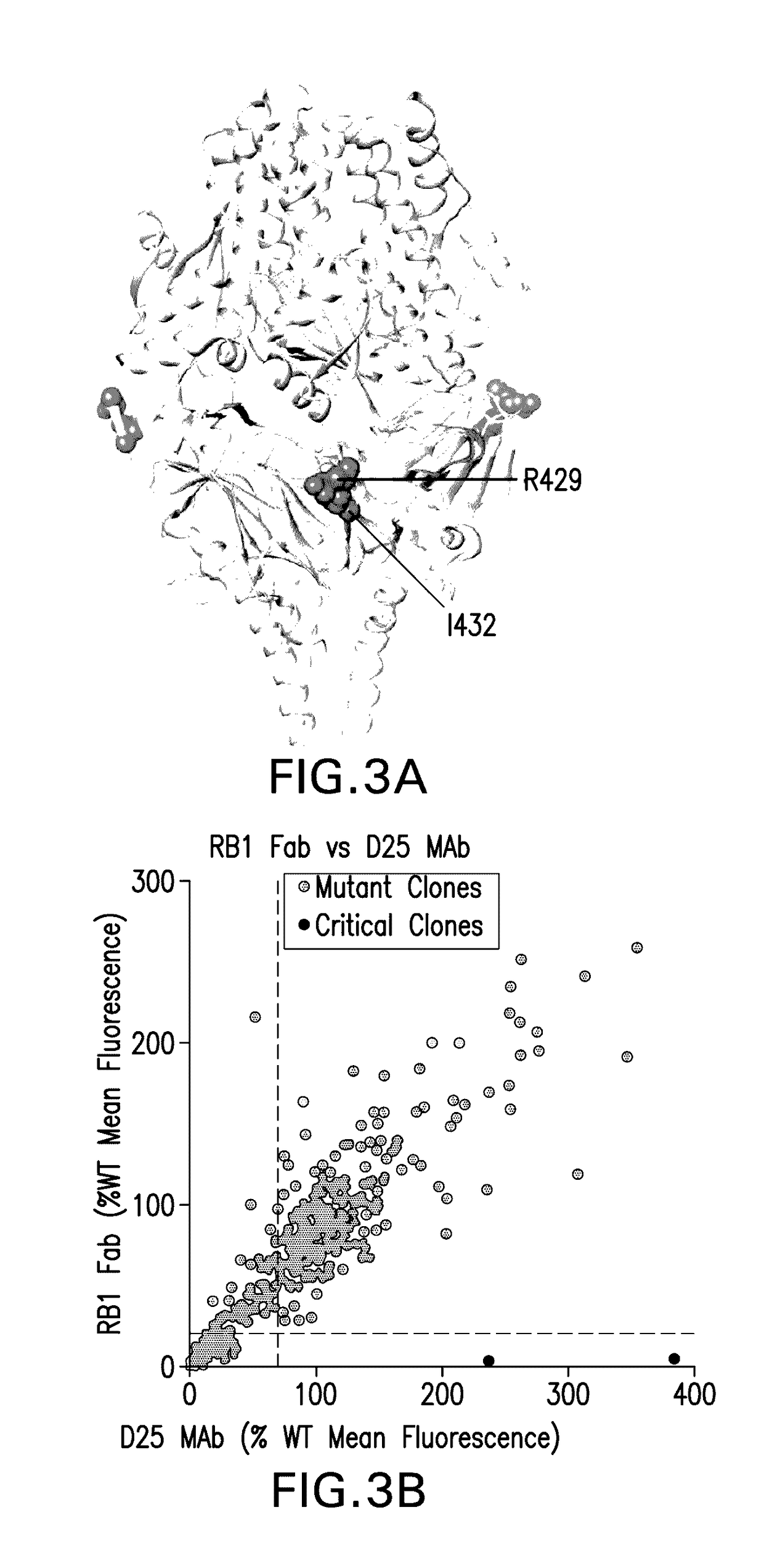 Antibody neutralizing human respiratory syncytial virus