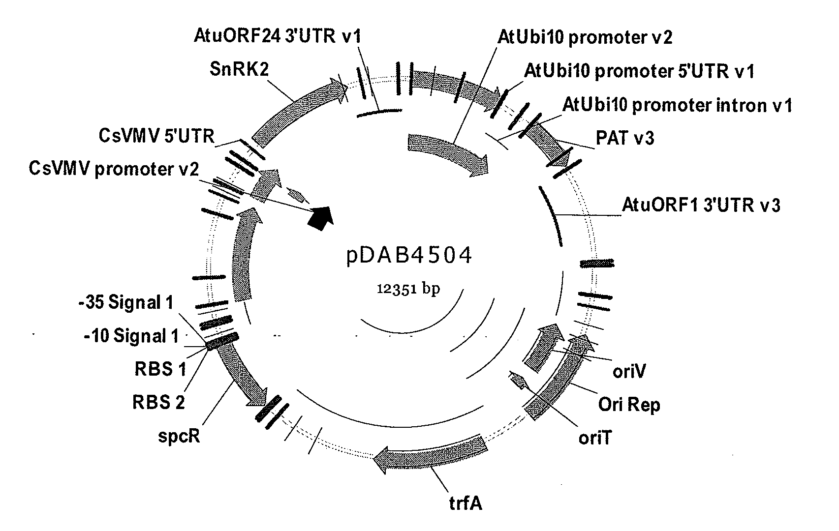 Plant snf1-related protein kinase gene