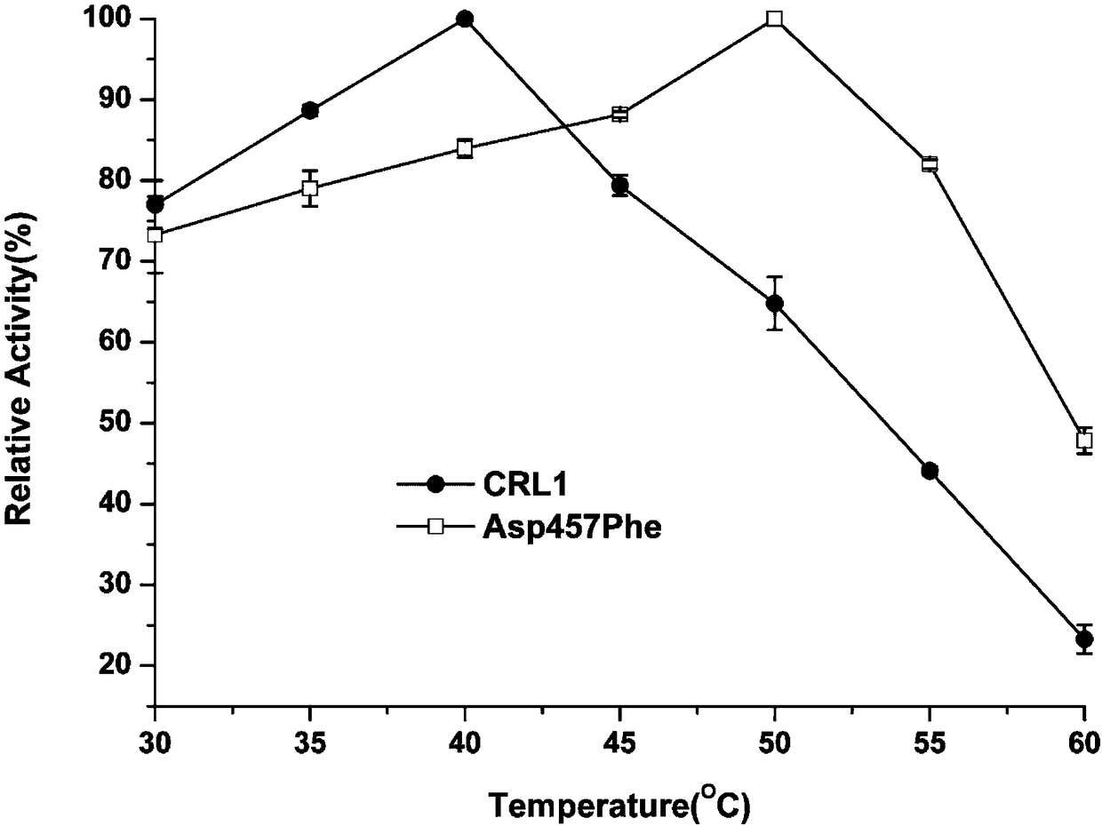 Lipase mutant with improved thermal stability