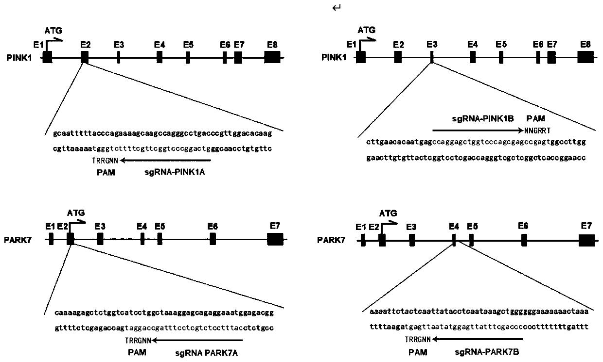 Non-therapeutic-purpose gene editing method based on PINK1 and PARK7 through injection of virus into specific brain regions of animals