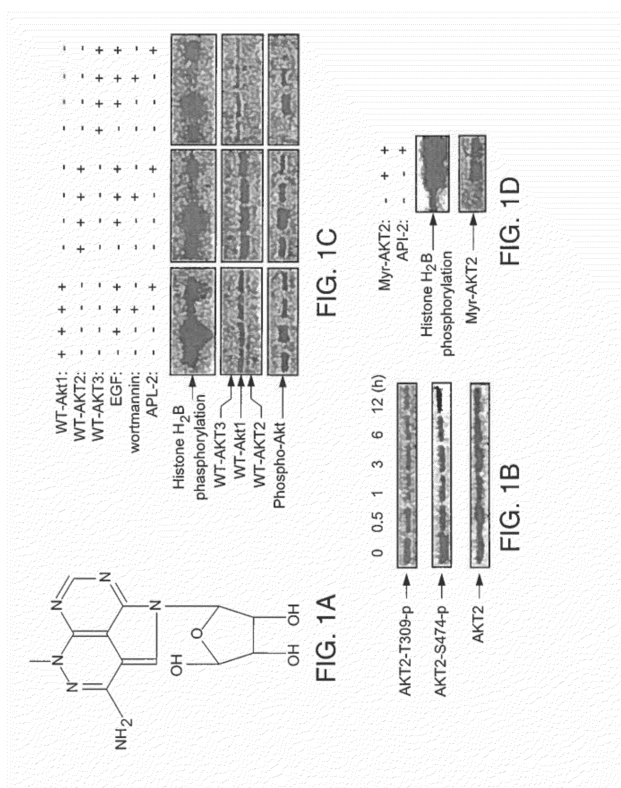 Effective treatment of esophogeal adenocarcinoma using triciribine and related compounds