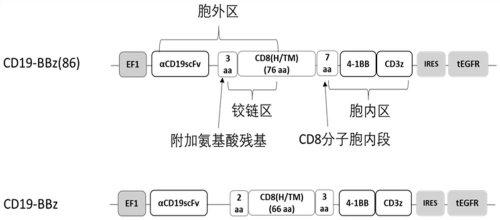 Improved anti-cd19 CAR-T cells