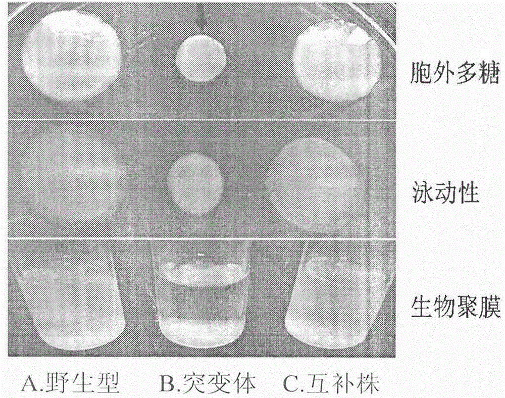 Application of genes related to pathogenicity of cruciferous black rot fungus