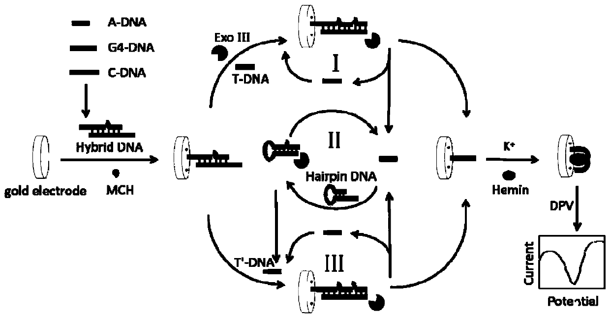 A Positive Feedback Amplified Electrochemical Sensor Based on Exonuclease Ⅲ