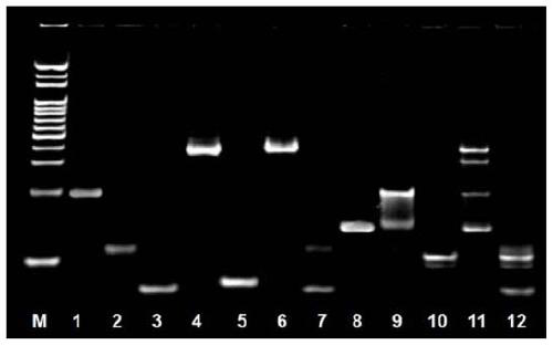 A Positive Feedback Amplified Electrochemical Sensor Based on Exonuclease Ⅲ