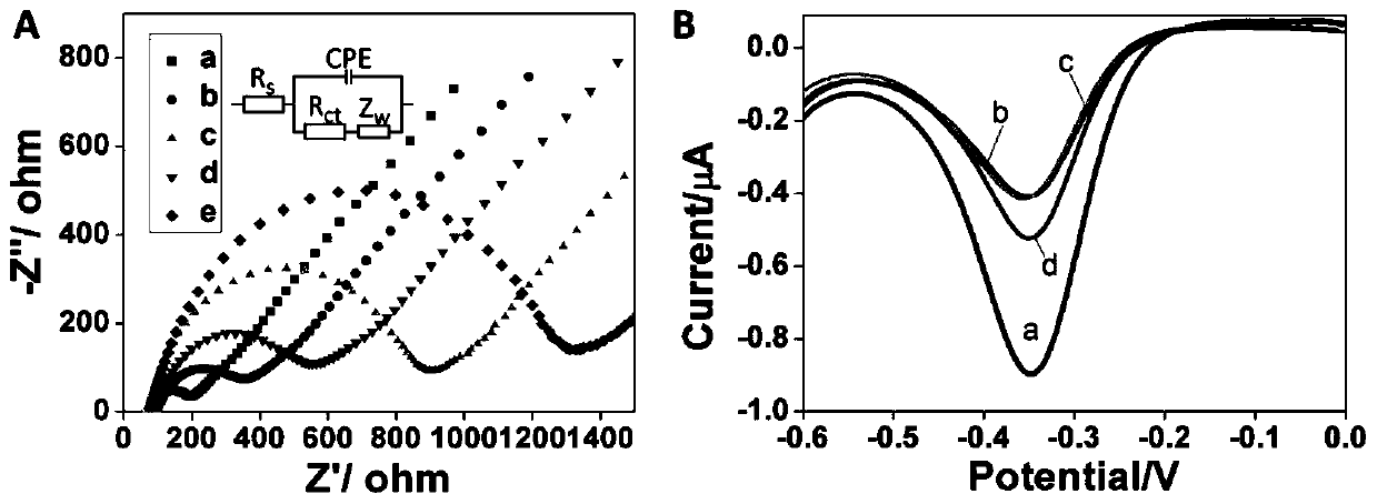 A Positive Feedback Amplified Electrochemical Sensor Based on Exonuclease Ⅲ