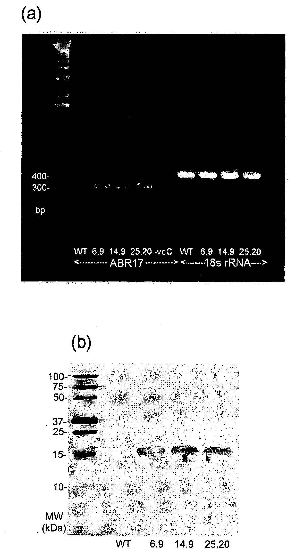 Method of conferring multiple stress tolerance and early flowering in plants