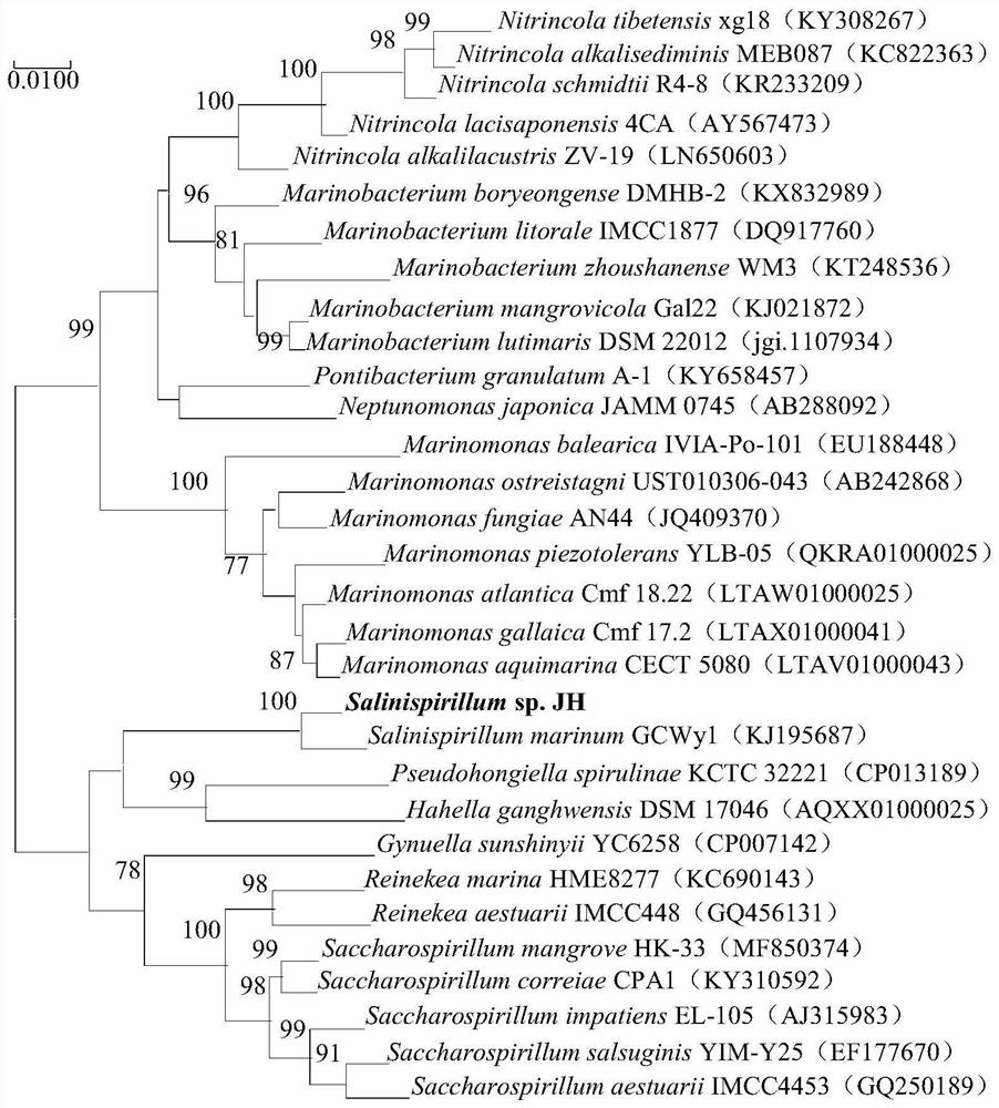 D-lactic dehydrogenase SaDLD as well as encoding gene and application thereof