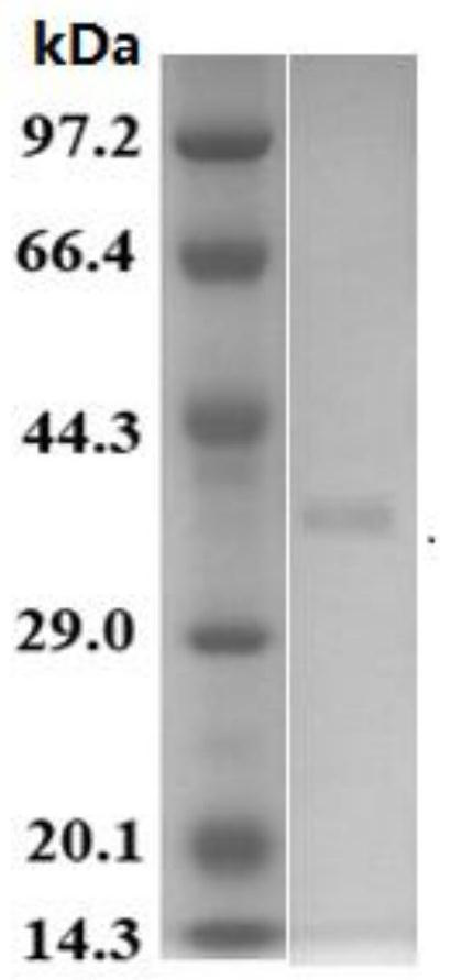 D-lactic dehydrogenase SaDLD as well as encoding gene and application thereof