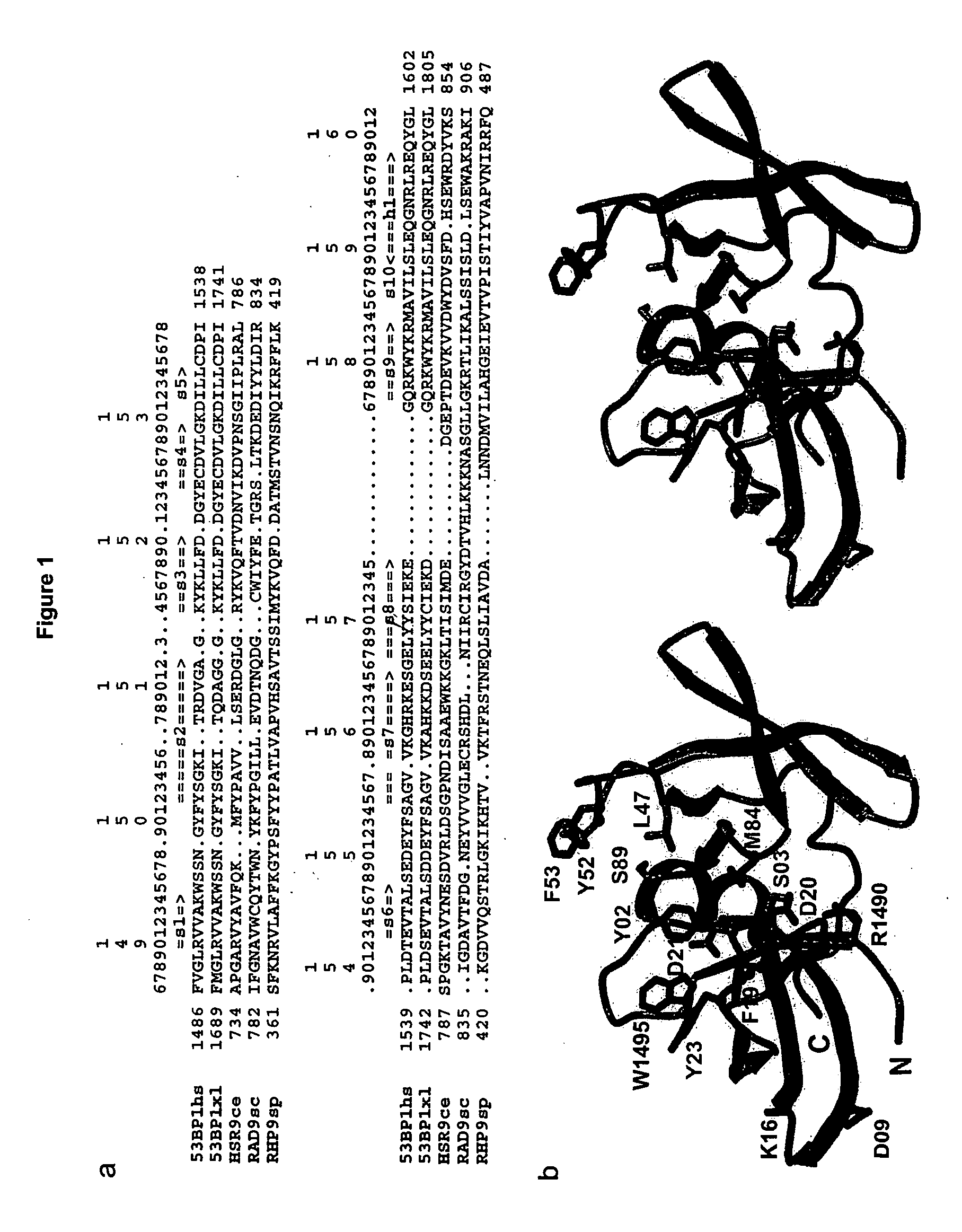 Methods of identifying an agent that modulates an interaction between 53BP1 and histone H3, and uses thereof