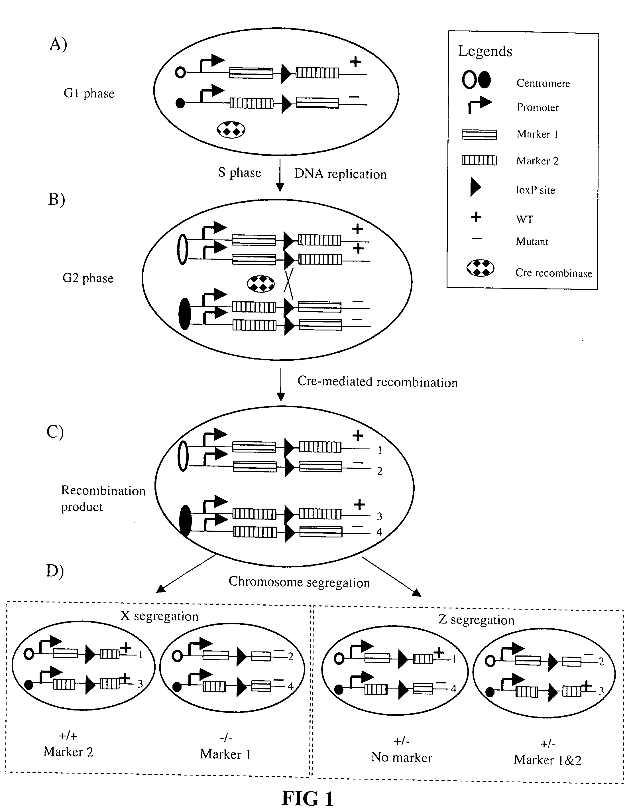 Somatic recombination