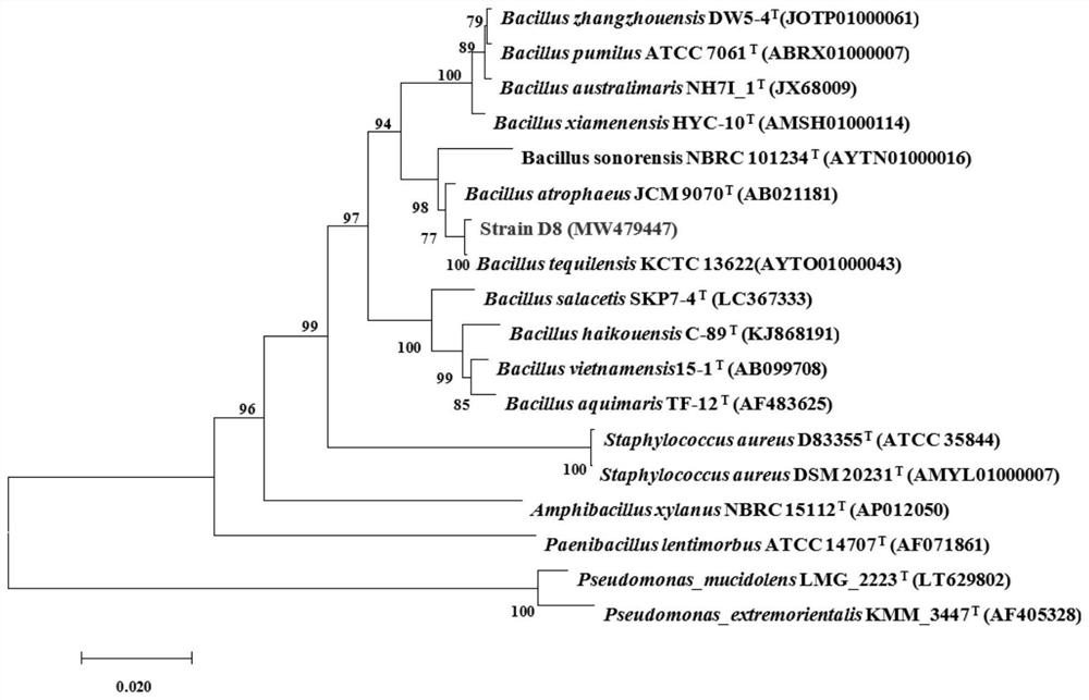 Bacillus tequilensis with algicidal activity and application of bacillus tequilensis