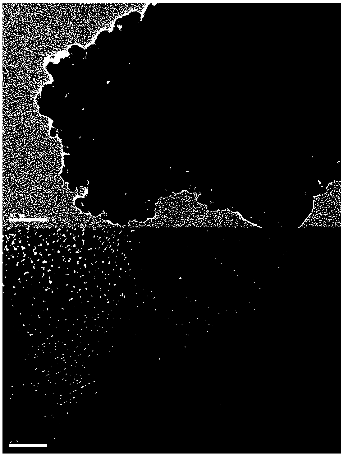 Lipopeptide and nano-titania compound preparation and preparation method and application thereof