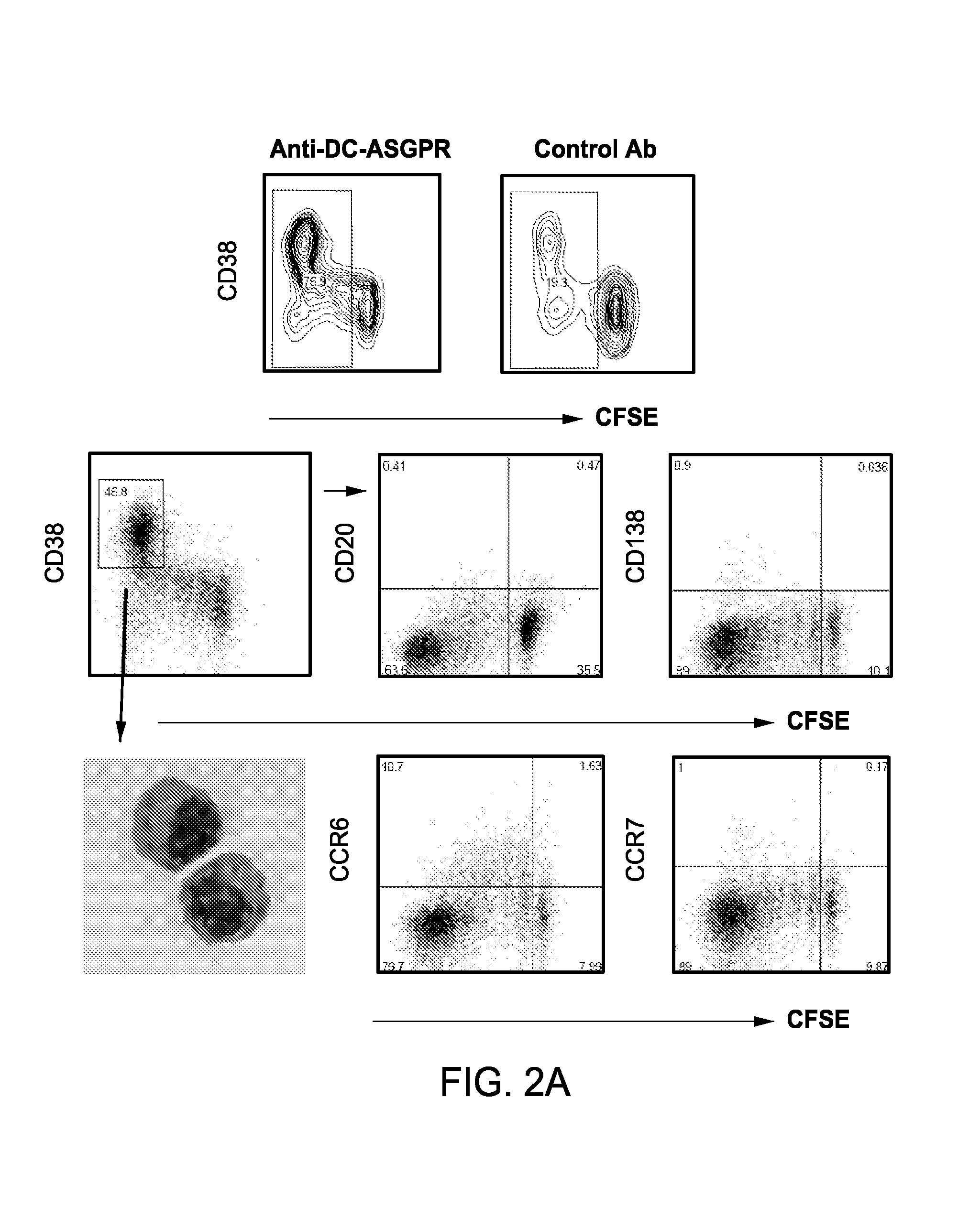 Agents that engage antigen-presenting cells through dendritic cell asialoglycoprotein receptor (DC-ASGPR)