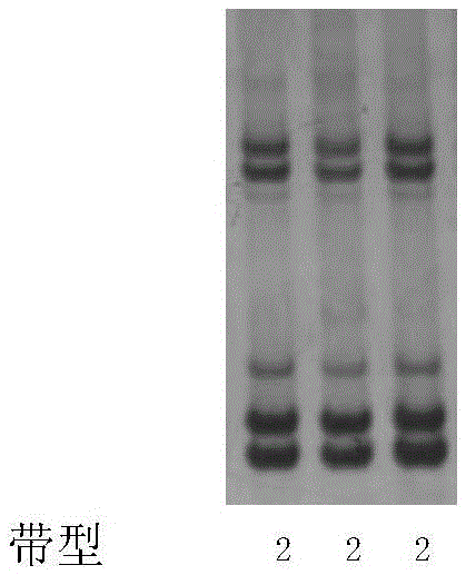 A method for identifying whether the species to be tested is China Cotton Research Institute 63 and its special primer set