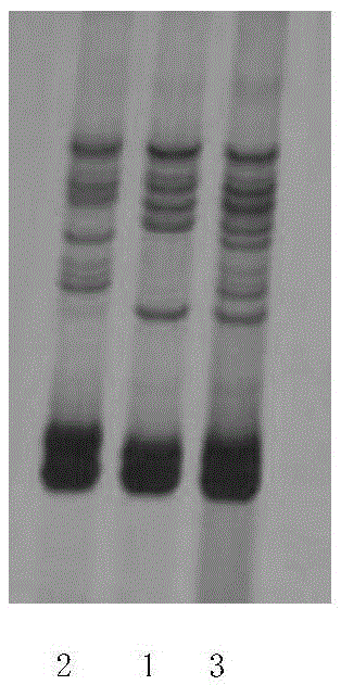 A method for identifying whether the species to be tested is China Cotton Research Institute 63 and its special primer set