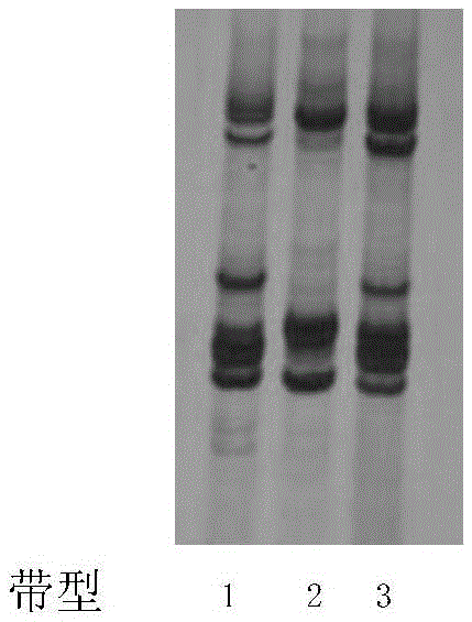 A method for identifying whether the species to be tested is China Cotton Research Institute 63 and its special primer set