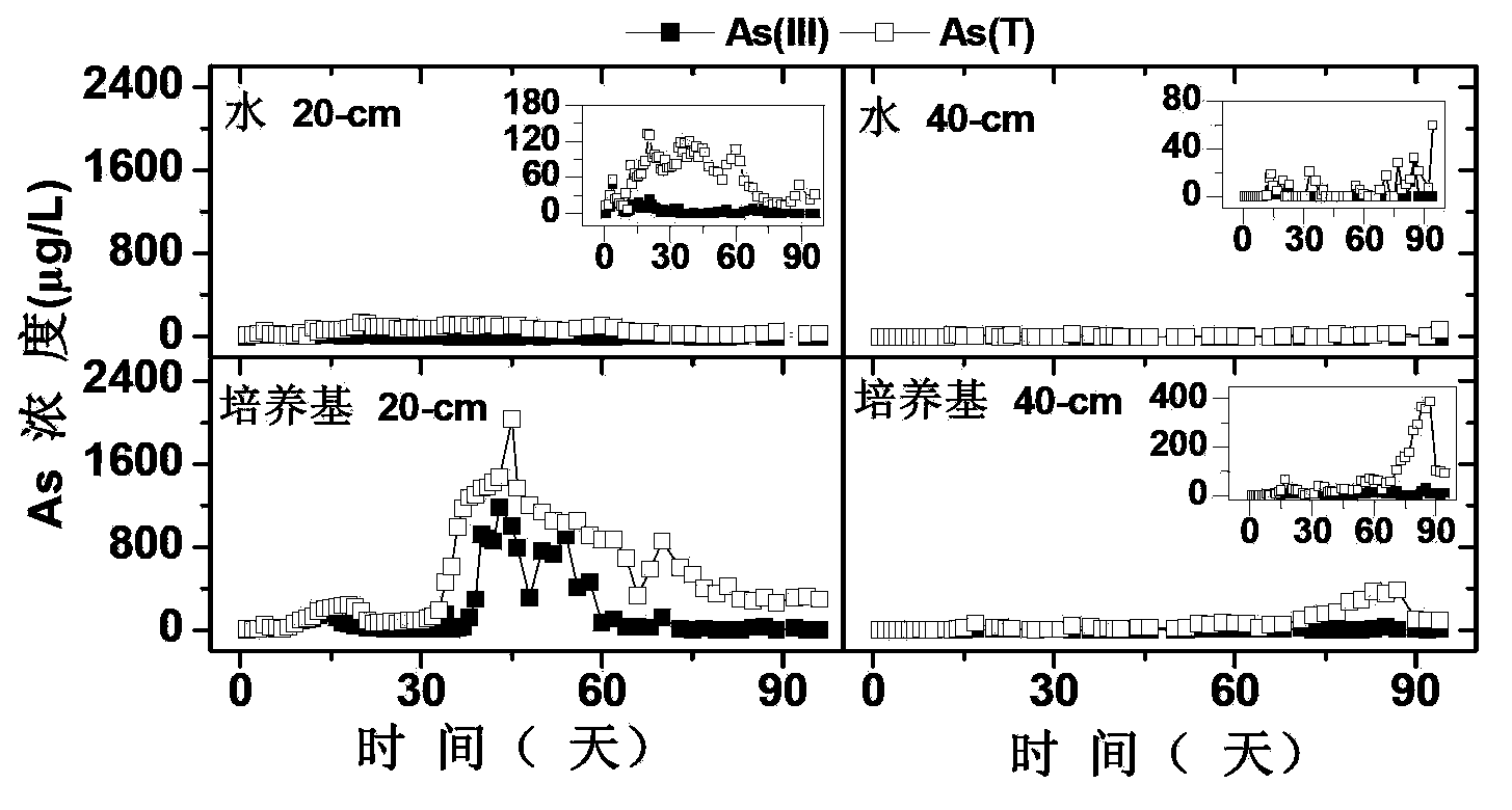 In-situ remediation method of arsenic soil pollution