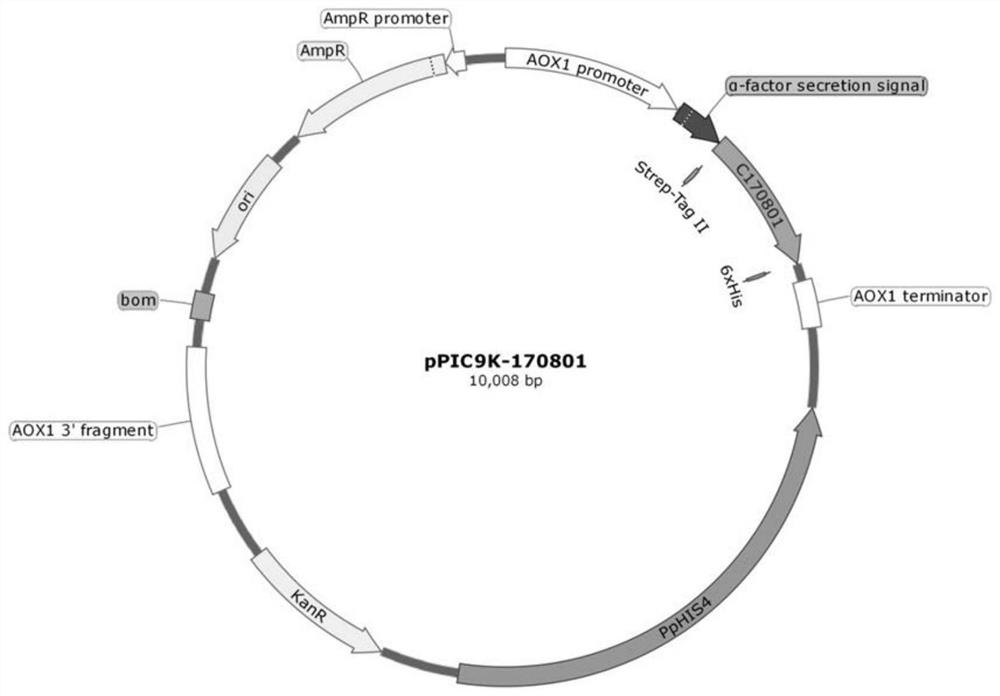 Recombinant human XVII type collagen, and preparation method and application thereof