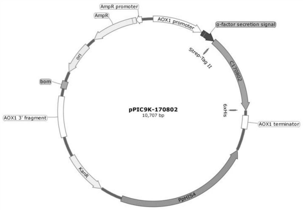 Recombinant human XVII type collagen, and preparation method and application thereof