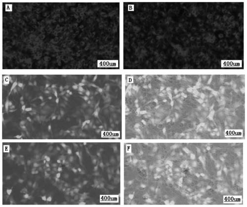 A dual-cell attenuated vaccine for sheep pox and aphthous ulcers and its preparation method and application