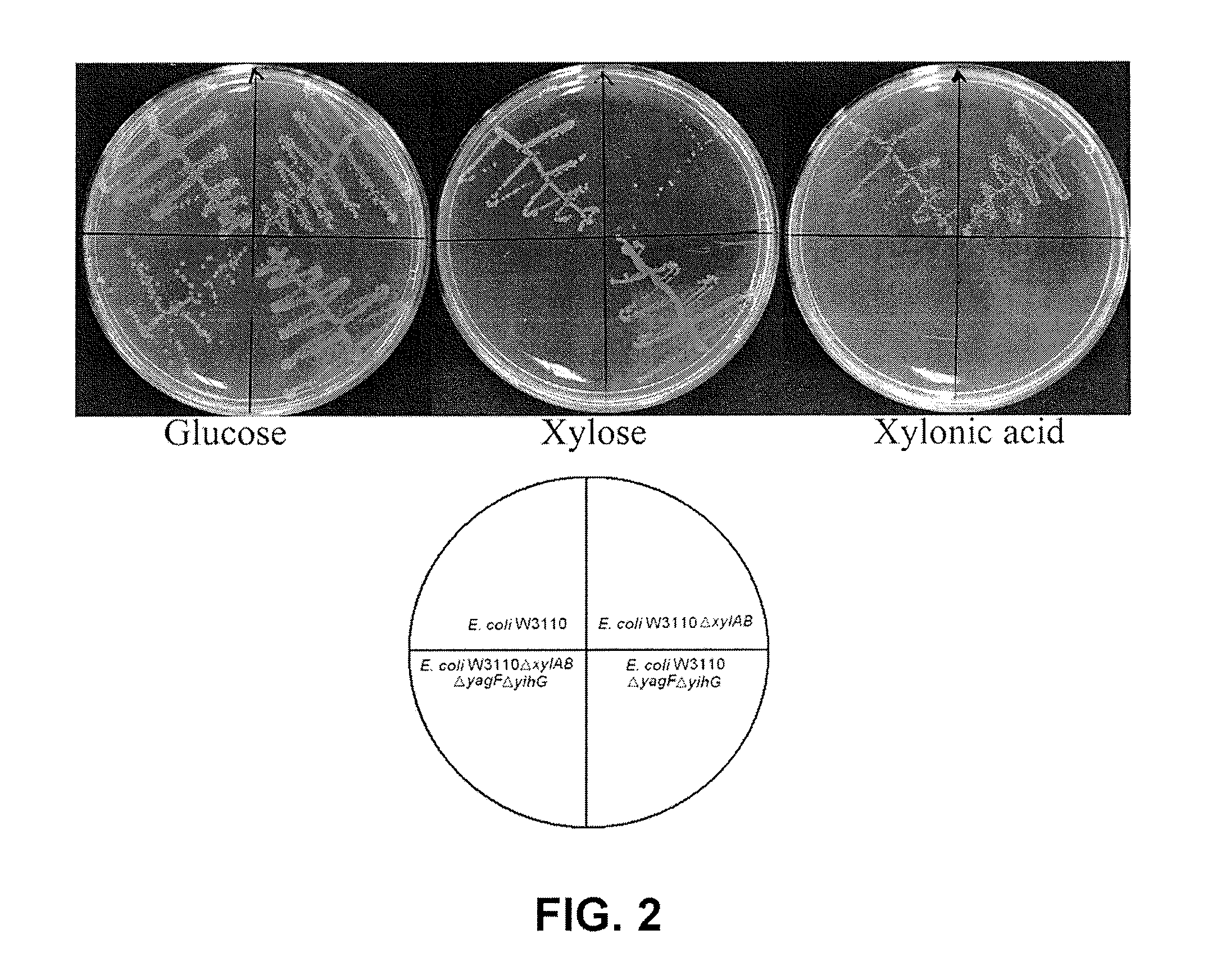 Recombinant Escherichia coli producing D-xylonic acid from D-xylose and method for producing D-xylonic acid using the same