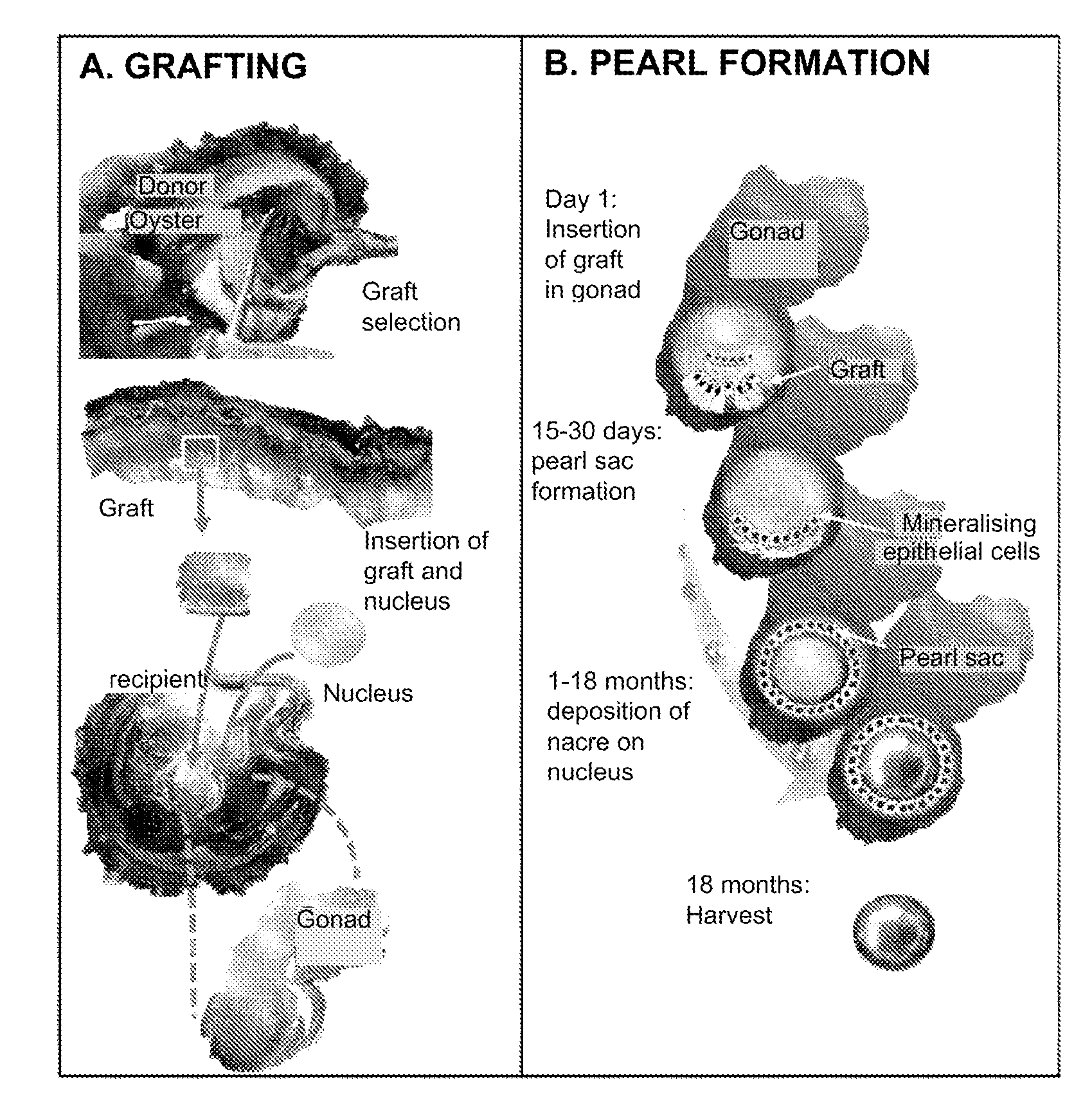 Nucleus covered with pha