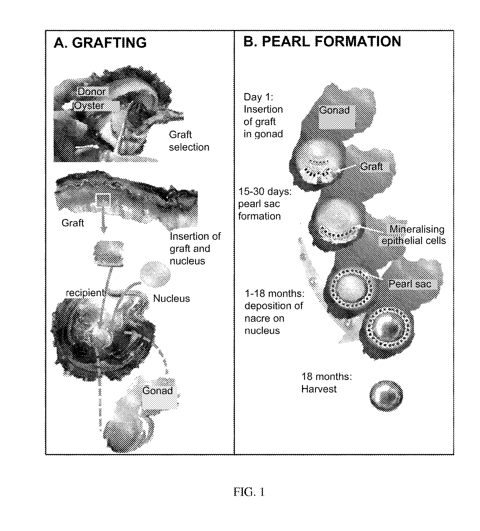 Nucleus covered with pha