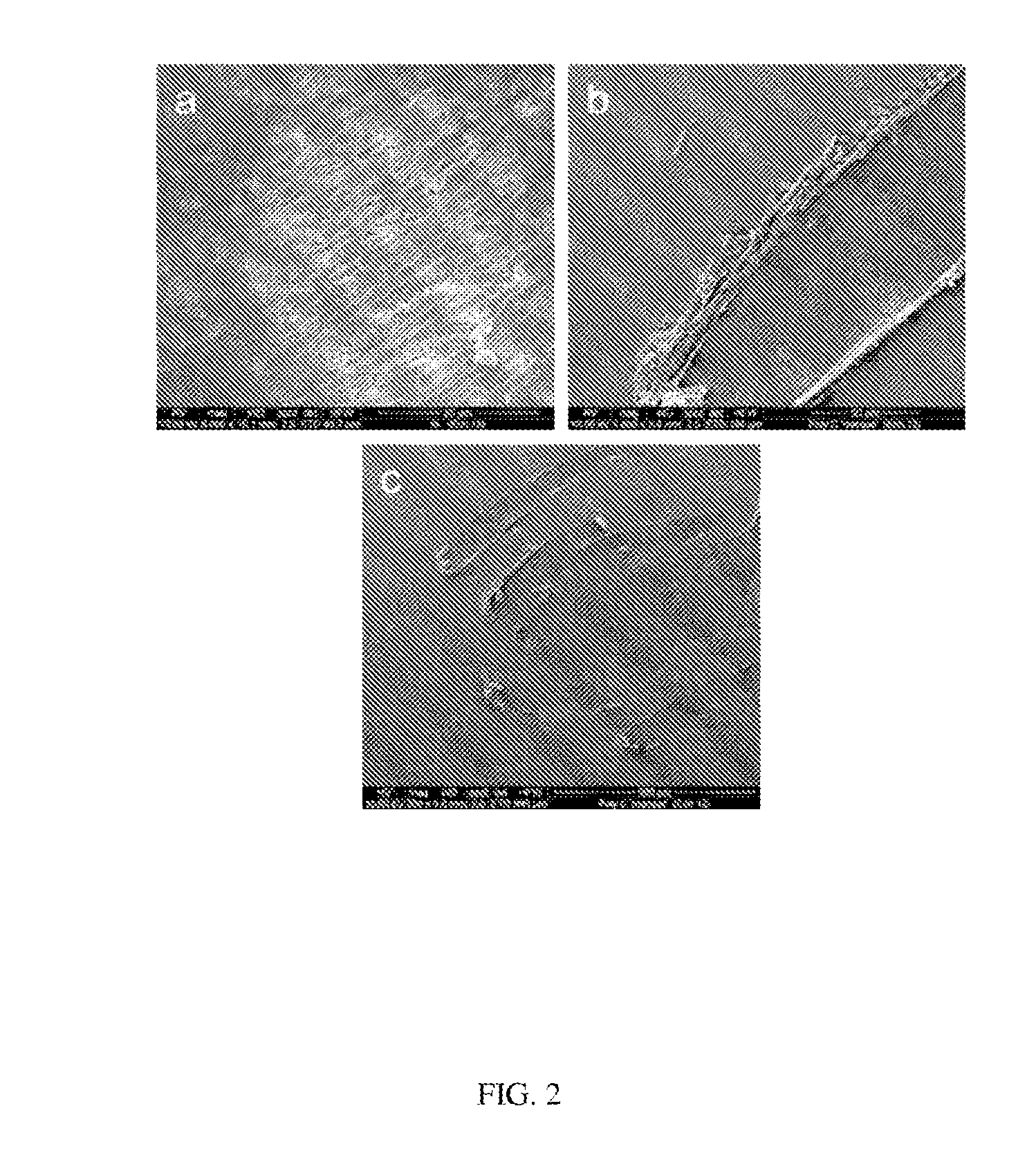 Nucleus covered with pha