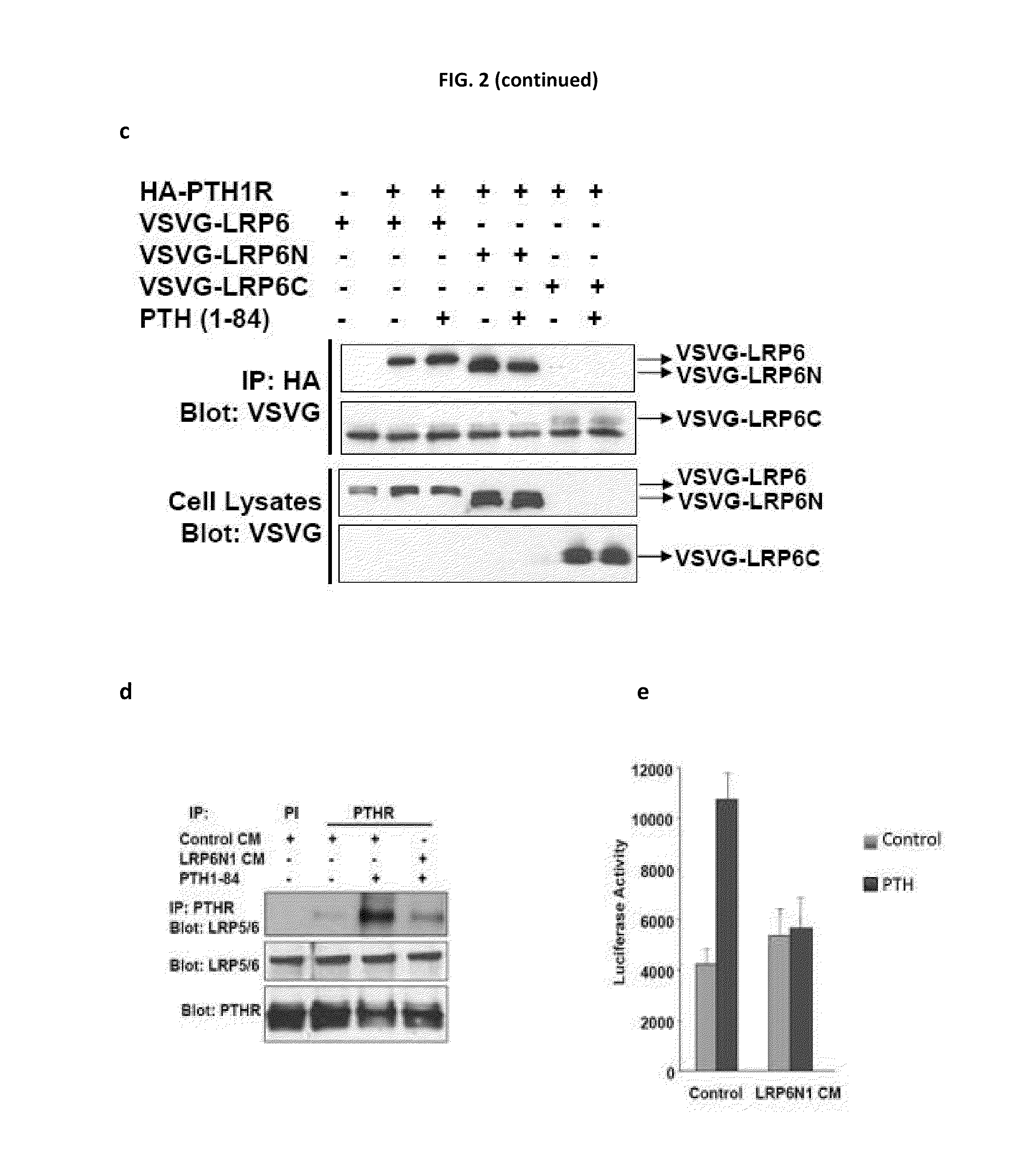 Compositions and methods for improving bone mass through modulation of receptors of PTH and fragments thereof