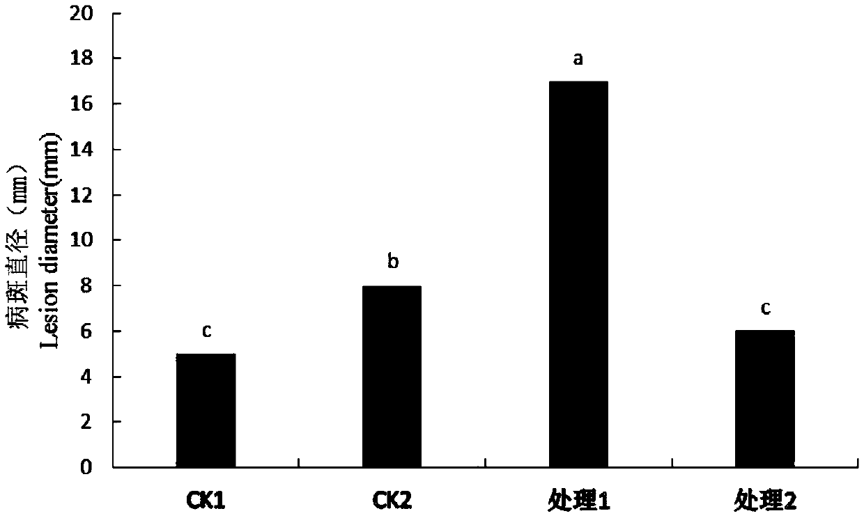 A botanical fungicide for preventing and treating potato dry rot and preparation method thereof