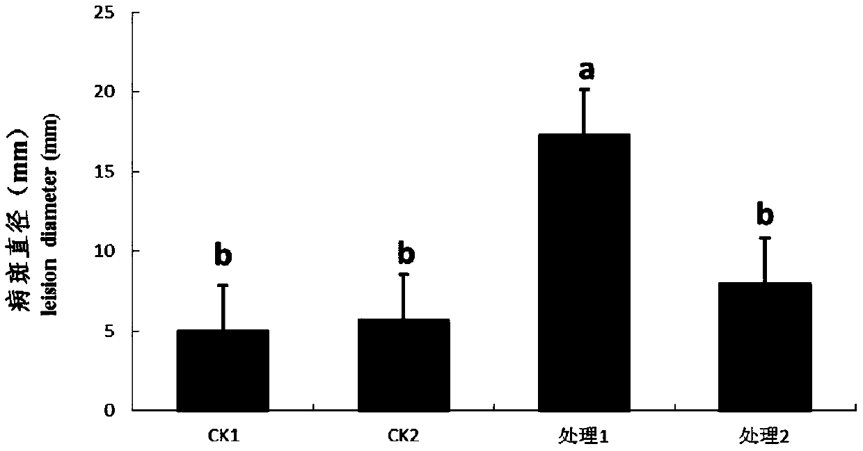 A botanical fungicide for preventing and treating potato dry rot and preparation method thereof