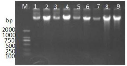 Piao chicken rumpless gene, and method, primer and kit for detecting rumpless trait of Piao Chicken