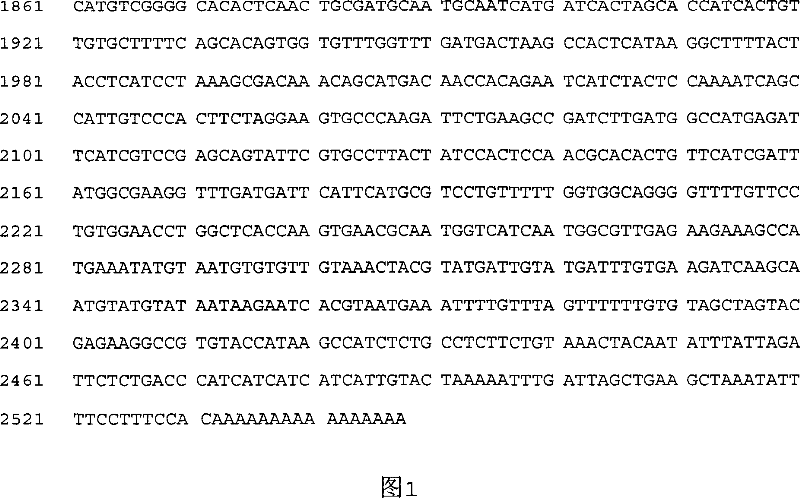 New CkNHX gene and shearing decorative gene CkNHXn, method for cultivating inverse-resistant plant