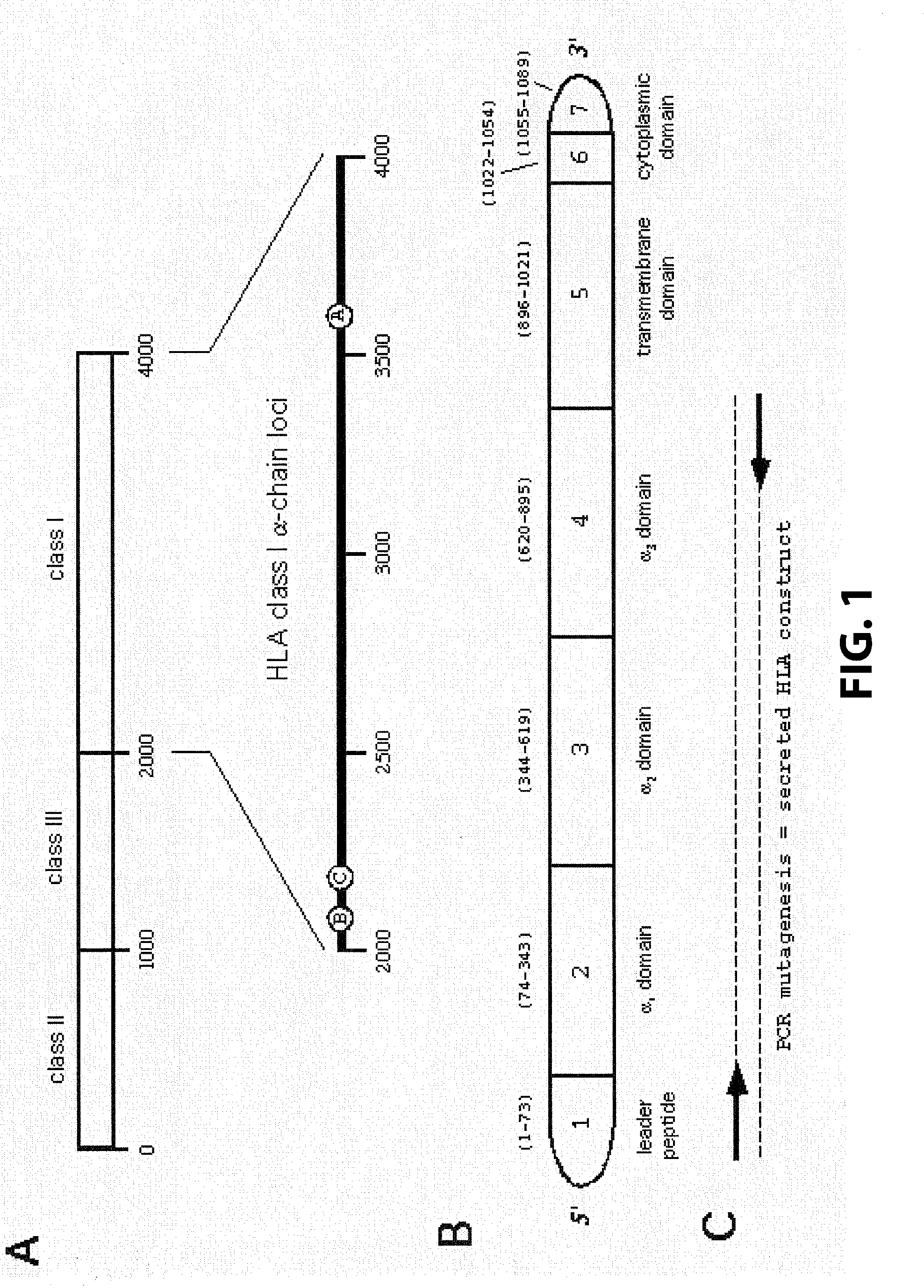 Purification and characterization of soluble mhc proteins