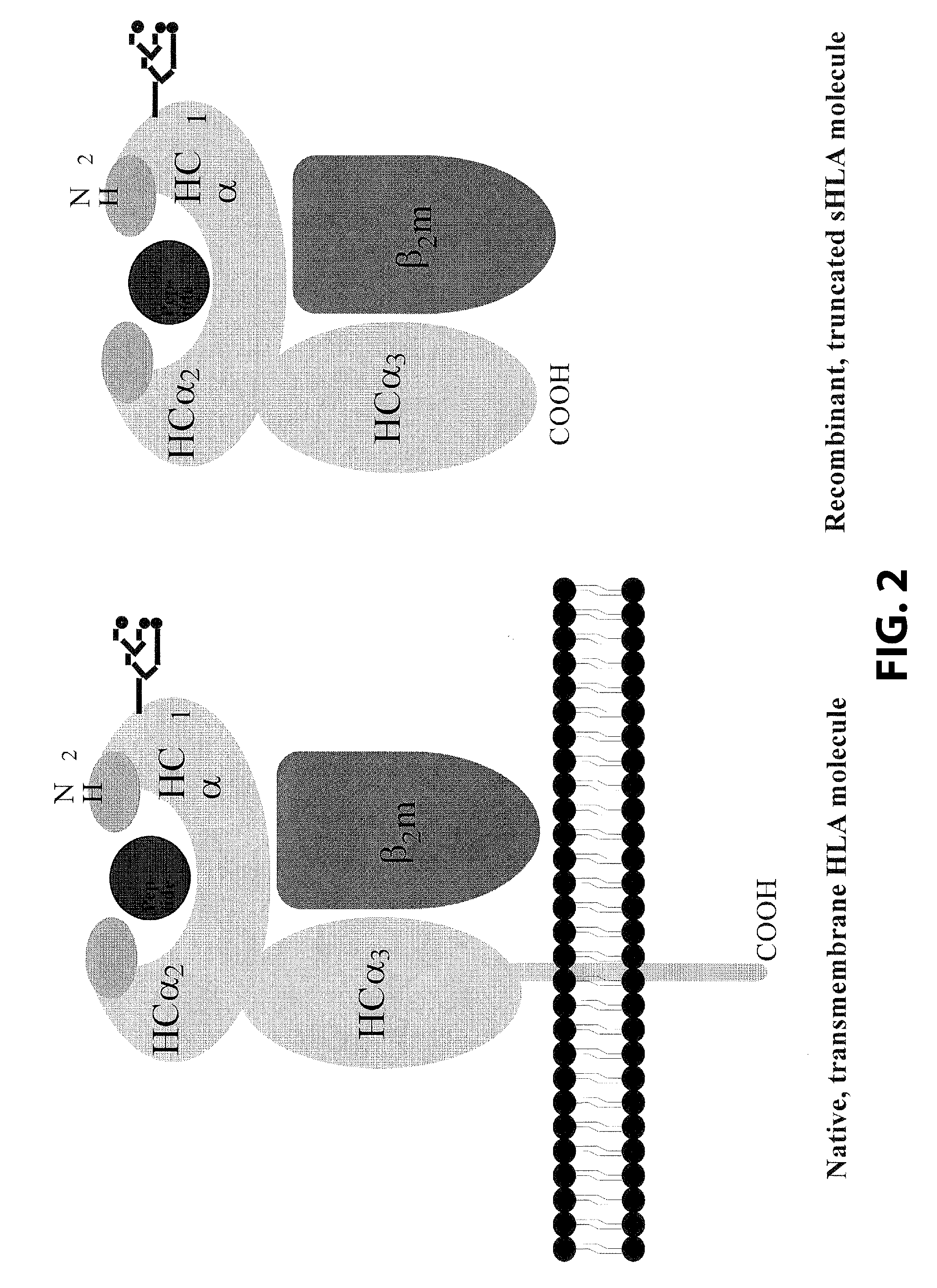 Purification and characterization of soluble mhc proteins