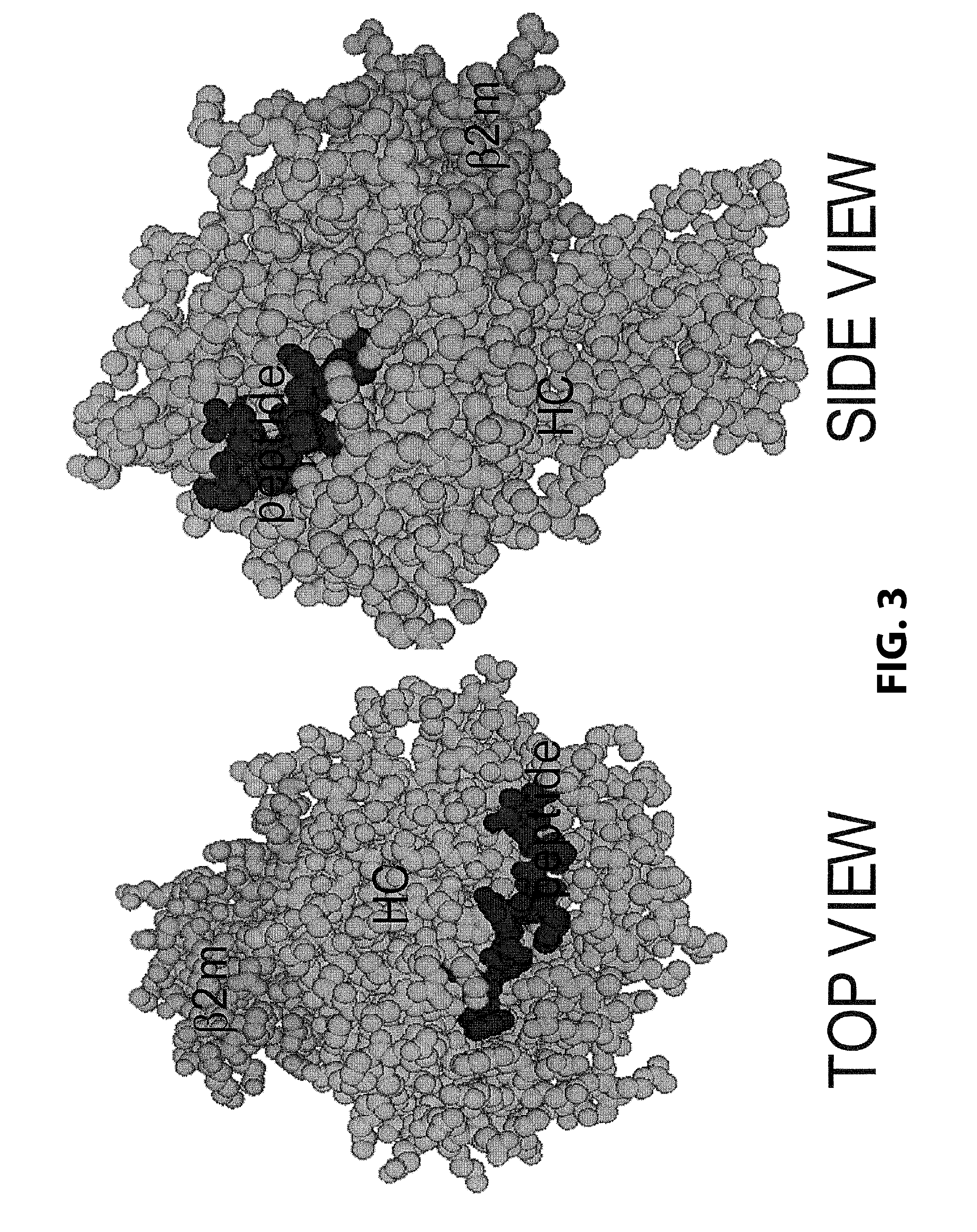 Purification and characterization of soluble mhc proteins