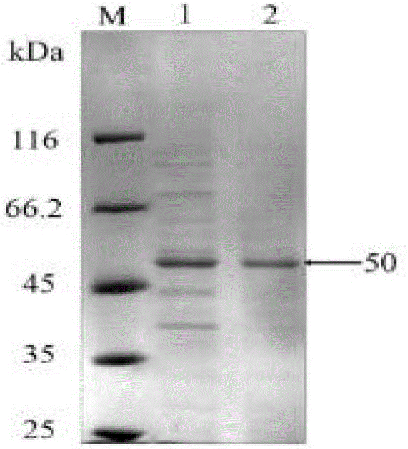 Method for degrading casein by utilizing recombinant bacillus subtilis proline aminopeptidase