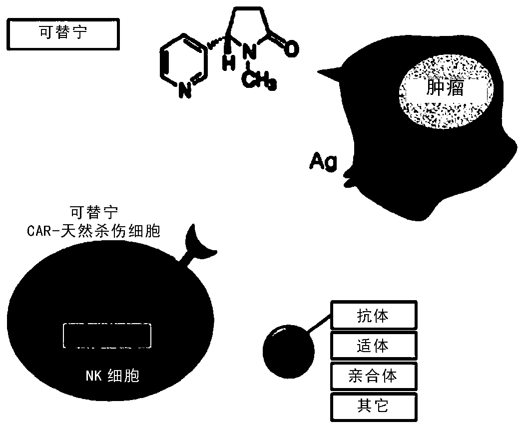 Natural killer cell expressing anti-cotinine chimeric antigen receptor